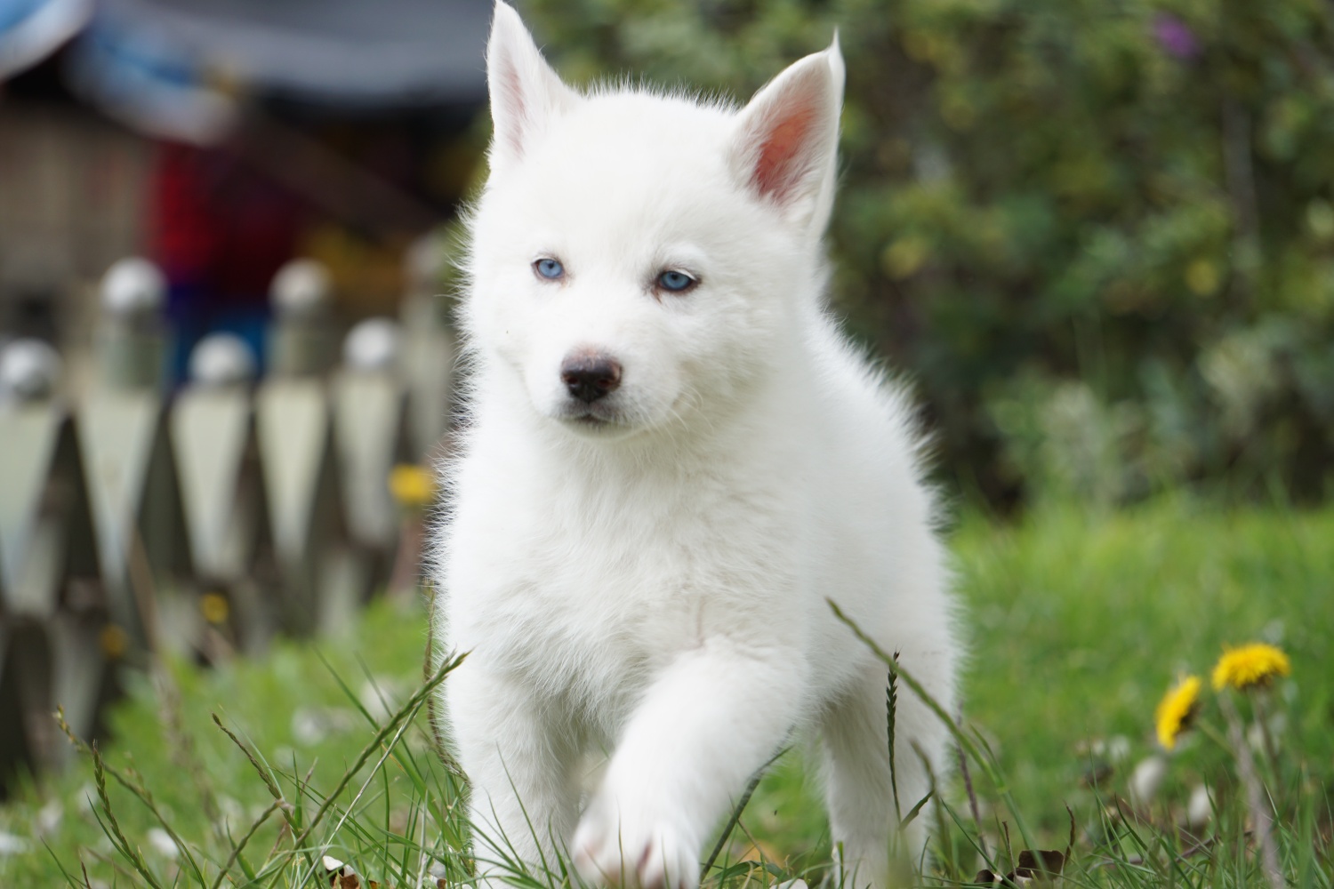 Blitz