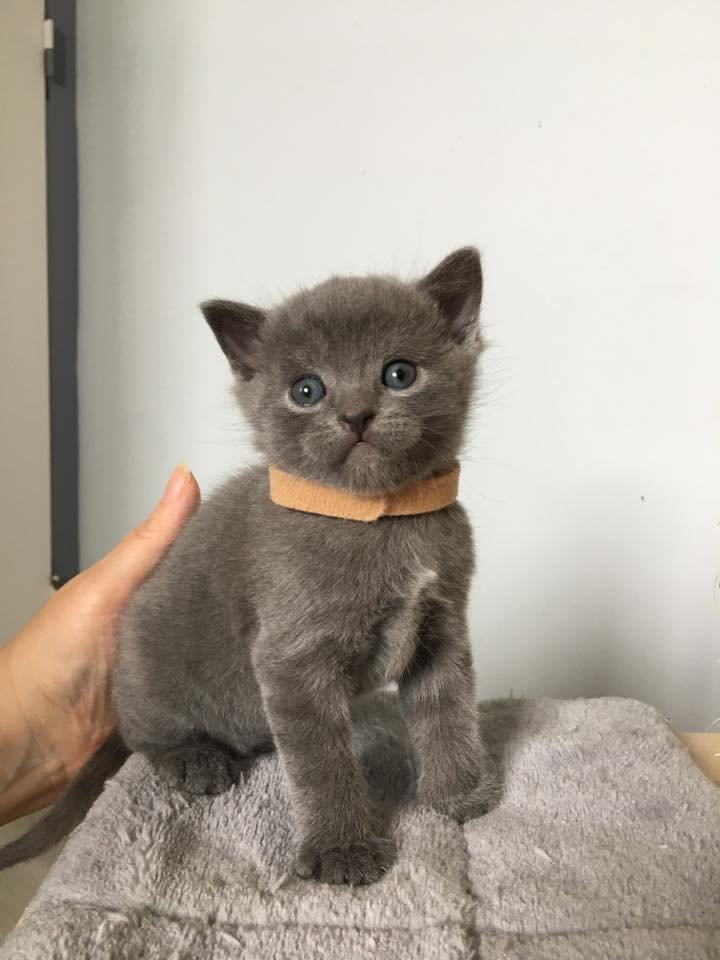 Bémol