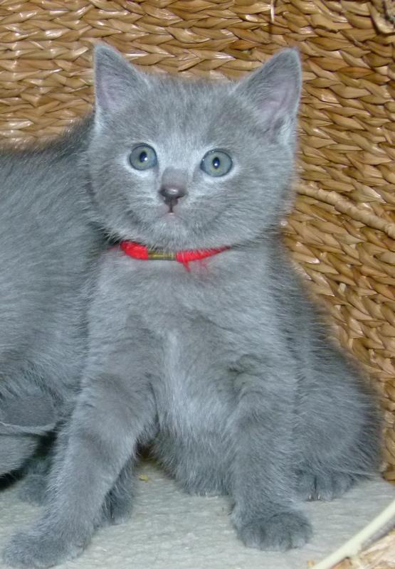 Bleuette