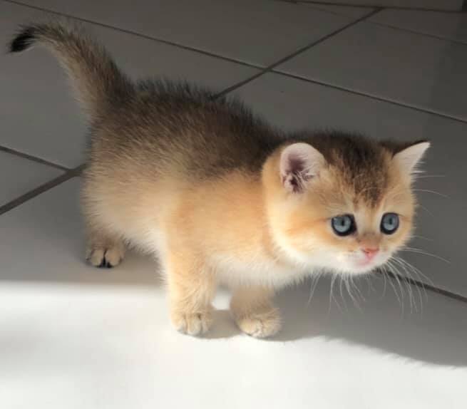 Bamboula