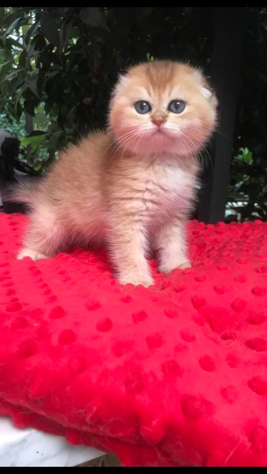 CHATON SCOTTISH FOLD