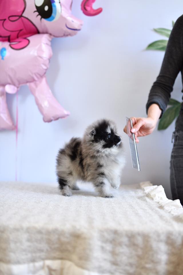 Bébert
