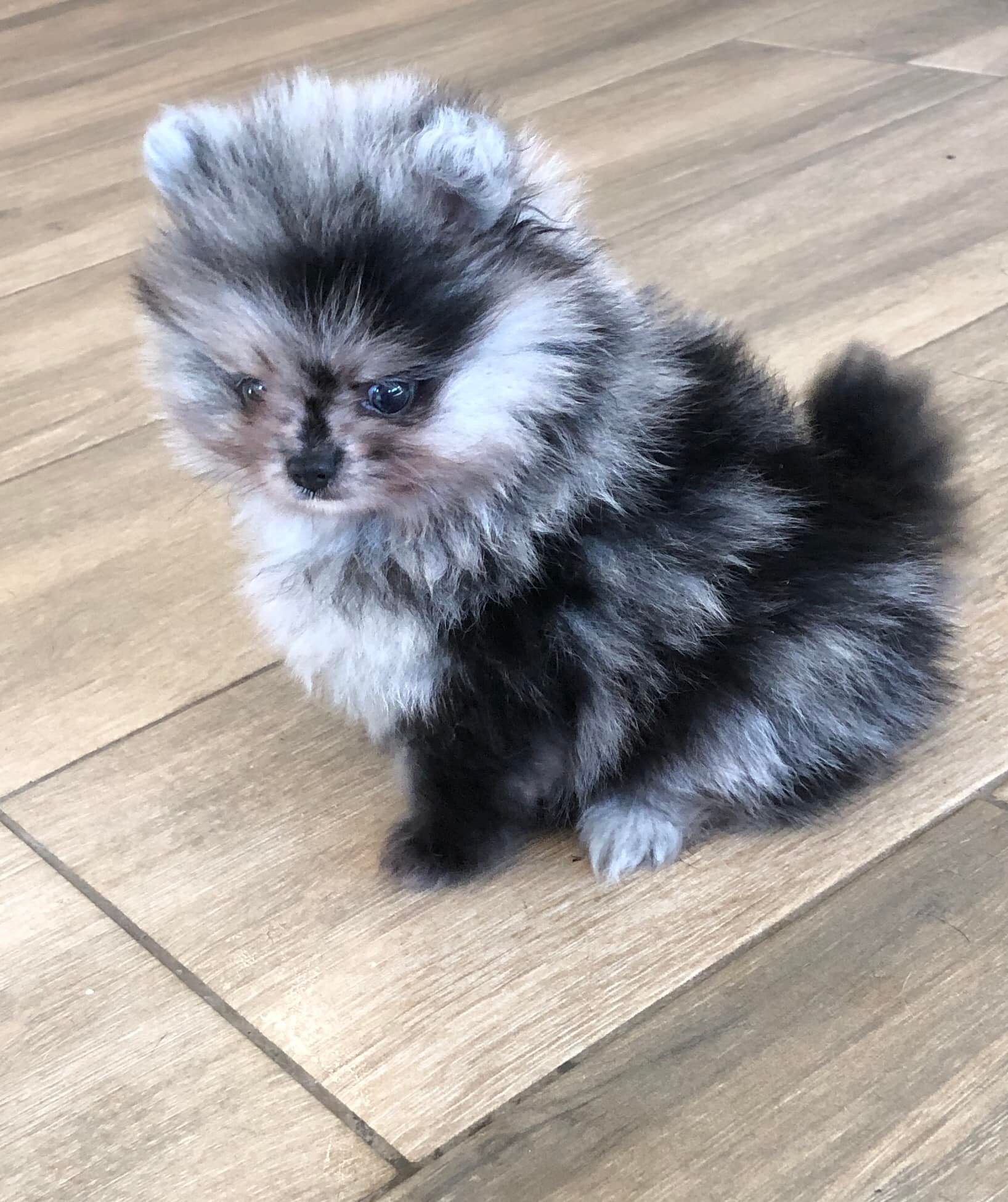 Brinelle
