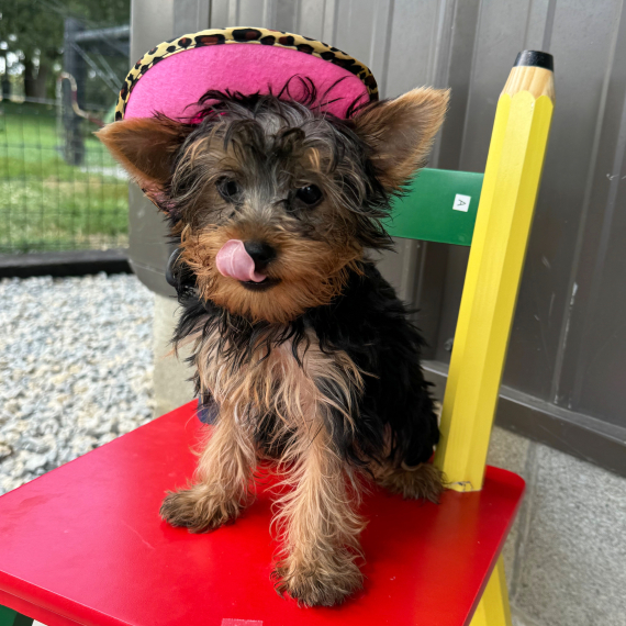 CHIOT YORKSHIRE