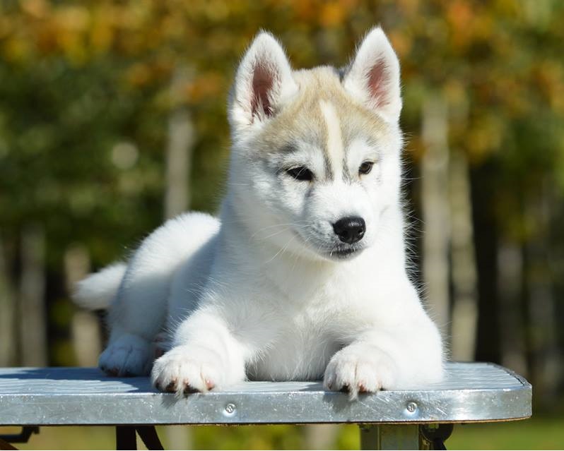 Bandit