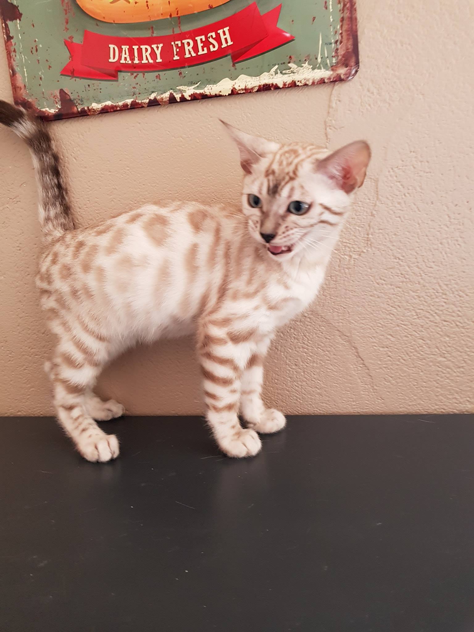 Bongo